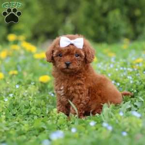 Precious, Cavapoo Puppy